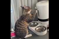 ごはんごはんごはんごはん～！ネコが猛アピールする相手は・・自動給餌器！？【アメリカ・動画】