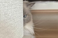 壁越しに睨みつけてくるネコ。飼い主さんが仕事に行くのを察知した時の様子が話題に「これはおこってますね」「あらら〜怖いけどかわいい」