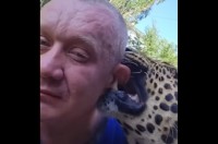 甘噛みしたりペロペロを繰り返す甘えん坊。その正体は、迫力満点なあの猛獣！？【海外・動画】