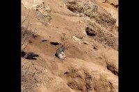 まるで生について深く考えている哲学者みたい。海辺の崖っぷちで黄昏ているのは・・リスだ！？【アメリカ・動画】