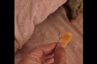 ごはんの香りに誘われてモゾモゾ。布団から出てきたのは・・マングース！？【海外・動画】