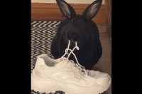 ウサギがもちゃもちゃ。無心でかじり続けているのは・・スニーカーの靴紐！？【海外・動画】