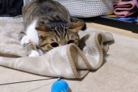 毛布に隠れてるつもり?猫じゃらしに飛びかかるネコの前後に動きが話題に「ちゃんと隠れ直すのかわいすぎ」