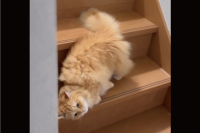 まるで液体？！寝転がったまま階段をおりるネコが話題に「角の感触を楽しんでますね」「昔縁日の出店でこういうの売ってた」