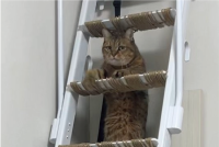 ネコが筋トレ中！？ハシゴにつかまるその姿や表情が話題に「ドヨーンとしたお顔」「腹筋バキバキに割れるまで頑張るのかな」