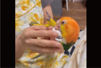 「インコさんの戯れ方ではない・・・」飼い主さんにだっこされたりナデナデしてもらい、ニギコロタイムを堪能するインコに反響