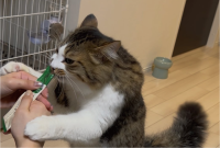 おやつのだけムキムキに豹変！？夢中でむしゃむしゃしているネコが話題も「がっついていてかわいい」「絶対に逃さないという意思を感じる」