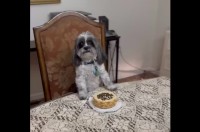 本日の主役！誕生日を迎えた愛犬はバースデーケーキの前でご満悦【アメリカ・動画】