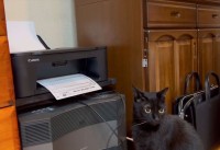 コピー機の前に陣取るネコ。印刷される用紙をおっかなびっくり見つめていた末路が話題に