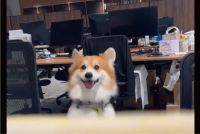 仕事を一時終了せざるをえない！？オフィスでコーギーがぴょんぴょん顔をのぞかせる光景が話題に「永遠に見てる」「どんな会社よ・・・」