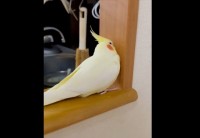 拗ねるオカメインコ。不貞腐れているのがよく分かる後ろ姿に反響