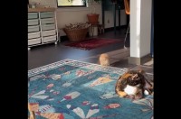 ひなたぼっこ中のネコ。そこにちょっと小さなお友達が突進してきた！？【アメリカ・動画】