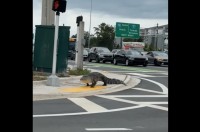 歩道を闊歩するのは・・巨大なワニ！？カメラを見つめる鋭い視線【アメリカ・動画】