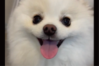 目が合うとにぱ～っ！にっこりと満面の笑顔を向けてくれるポメラニアンが話題に「かわいくて癒されます」「みんなをその笑顔で幸せにするね！」