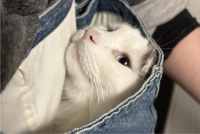 『旦那が袋に入れたネコと一緒に皿洗いをしていて笑った』日常のワンシーンなのに羨ましいその光景が話題に「うっとりしてますね」「愛する人を見つめる眼差し」