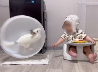 いいところを見せたかった？回し車から着地したドヤ顔のチンチラが話題に「カメラに向けて止まるのかわいい」「めちゃくちゃ軽快で好き」