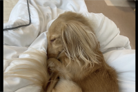 ぐっすり眠るダックスフンド。お鼻を隠すその寝姿と飼い主さんの疑問が話題に「落ち着くんだろうね」「守ってるのかも？！」