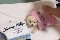 愛犬が移動してくれなかったので・・。体の上で洗濯物が畳まれているポメラニアンが話題に「畳んだ洗濯物ポンポンから犬ポンポンの流れ」