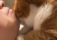 猫吸いさせてもらおうと思ったら・・、逆にネコに吸われることに！？衝撃の展開が話題に「待ってたんでしょうね」「パパを吸わないと元気出ないよね！」