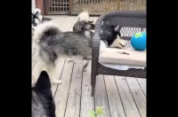 視点を変えれば簡単に取れそうなのに・・。ベンチの上のボールを取ろうと苦戦するハスキー犬たち【海外・動画】