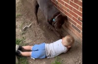 一緒にホリホリ！花壇で仲良く穴掘りする男の子とラブラドールの子犬が尊い！！【アメリカ・動画】