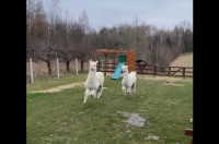 ルンルンと軽い足取り！アルパカたちの走り方がご機嫌なスキップにしか見えない！？【海外・動画】