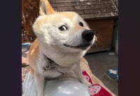 『何その顔！』柴犬が見せた顔が話題に「もうこれはキャラクターですね！」「アメコミ風」