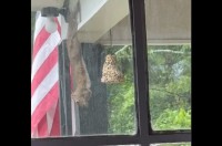 リスが逆さに！？ハプニングかと思ったら・・口をモグモグさせていた！！【アメリカ・動画】