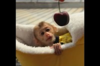 揺れるチェリーが気になって・・。ひょっこり顔を出したパジャマ姿のサルがかわいすぎる！！【海外・動画】
