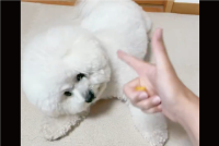 指鉄砲をビションフリーゼに向けたら・・。至近距離からの狙撃をすべてかわす動きに反響「バン芸ってよけ芸だっけ？」