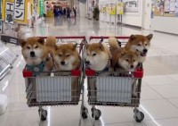 カートにみっちり柴犬たちが！大人しく乗る姿が話題に「こんな御一行と会えたら幸せ」「注目の的だったでしょうね～」