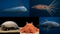 【伝説？リアル？】珍しい海の生き物5選。一度は見てみたい“神秘の生命体”