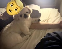 飼い主さんの真似っこ？ペキニーズの精いっぱいの腕枕があまりにもかわいいと話題に「健気でいい子ですね」「気持ちだしてるねぇ！」