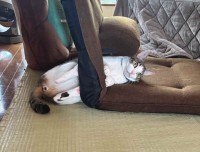 ネコが頭を通した場所は・・。座椅子に貫通する姿が話題に「これが正しい座椅子の使い方にゃんよ」「置物が横になっとるにしか見えん」