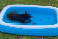 「暑いねえ・・・、ちょっとお邪魔するよ」こども用プールに涼みに来たのはまさかの存在だった！！【動画・海外】