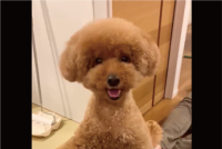 首を大きくかしげるトイプードル。お話を聞いてくれているかわいい姿が話題に「話聞いてほしいです」「首傾げの角度いっぱいでいいな～」