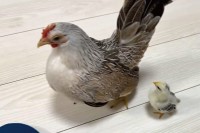 まるで親子！？背中にジャンプして乗るチャボの姿が話題に「か、かわいすぎます！」「羽根に埋もれられると思ったのかも？」