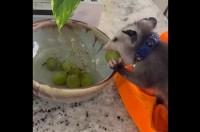 ブドウをもぐもぐ！オポッサムの赤ちゃんが夢中になってつまみ食い中！！【アメリカ・動画】