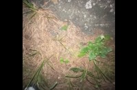 あなたは見つけられますか？地面の枯れ草に『ある生き物』がひっそり隠れている！！【アメリカ・動画】