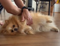 くるくる回されているポメラニアン。何が起きているのか分かってなさそうな様子がかわいすぎる！