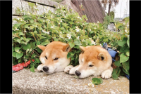 柴犬がドクダミ畑でデトックス！？くつろぎタイムを堪能する姿に反響「砂風呂ならぬドクダミ風呂」「畑から生えてるみたい」