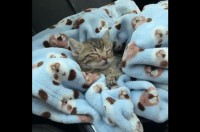 子猫のベッド？車内にすっぽりおさまるスペースがあった！？【海外・動画】
