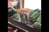 お店がステージに様変わり！？ドレスアップしたネコがバレリーナみたいでかわいい！！