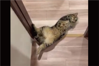 部屋から出たら目の前に愛猫が！？出待ちしていたネコが話題に「出待ちの仕草がかわいい」「待ってたにゃ！」