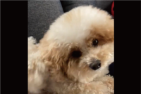 カイカイクシクシしたらねんねして～。トイプードルが就寝するまでの流れに「寝つきが良いね」「何をしていてもかわいい」