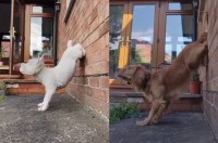 愛犬たちが壁際で特技を披露！後ろ足をひょいっとかけて・・華麗に逆立ち！！【海外・動画】