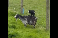 子ヤギの遊び場はママの背中。足場の不安定さを感じさせない見事なバランス感覚はさすが！！【海外・動画】