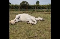 ビックリさせちゃった？お昼寝している馬に近寄ったら・・叫びながら飛び起きた！！【海外・動画】