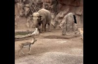 救いの鼻が差し伸ばされた！池に落ちてもがくガゼルをゾウがレスキュー！？【海外・動画】