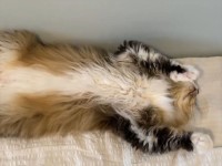 仰向けになってふみふみ。宙に向かっておててを動かすネコが話題に「エアーふみふみ！」「かわいい～」